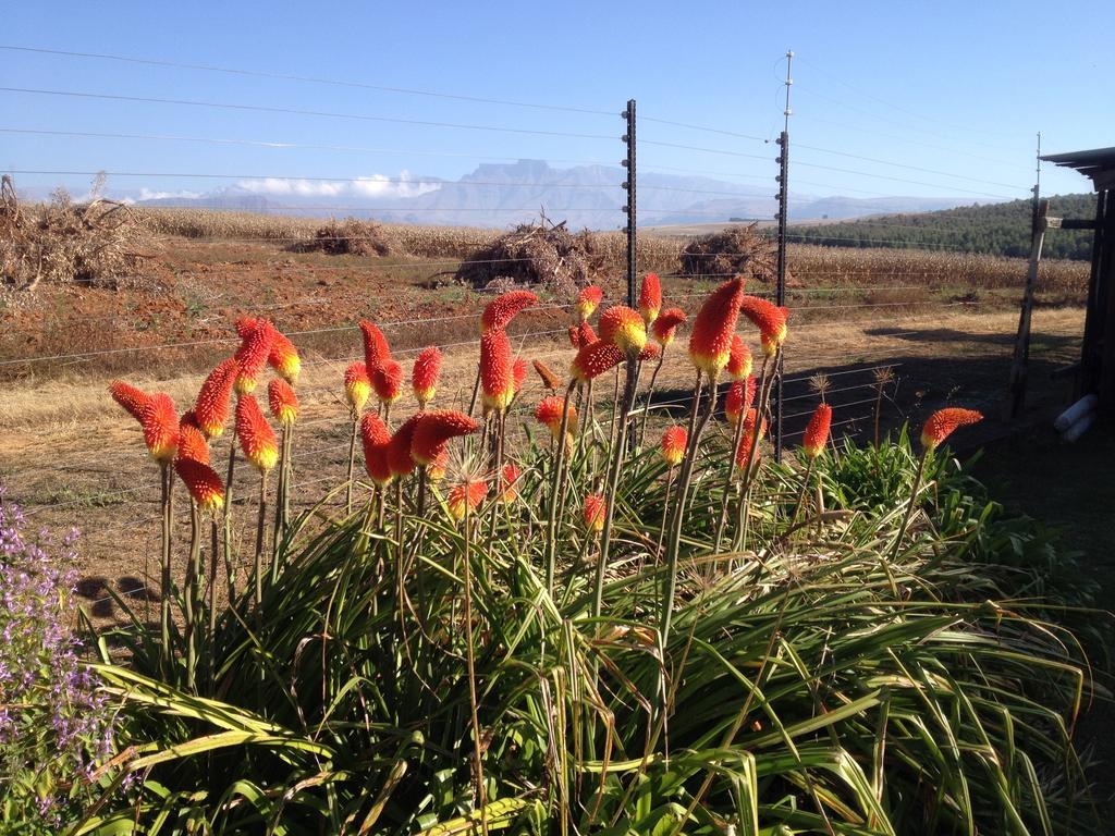 Little Acres Drakensberg Accommodation Champagne Valley Exterior photo